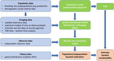 Assessment of Australian Sea Lion Bycatch Mortality in a Gillnet Fishery, and Implementation and Evaluation of an Effective Mitigation Strategy